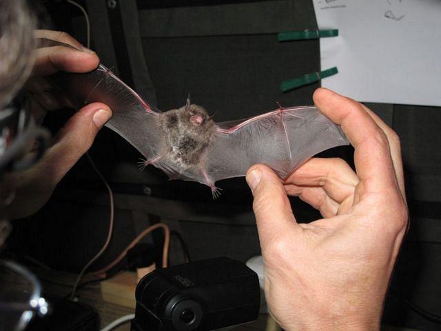2011 02 08-David Cooke-5690 Meghalaya Bats
