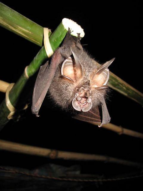 2011 02 11-David Cooke-5719 Meghalaya Bats