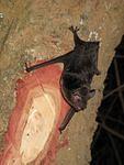 2011 02 10-David Cooke-5699 Meghalaya Bats